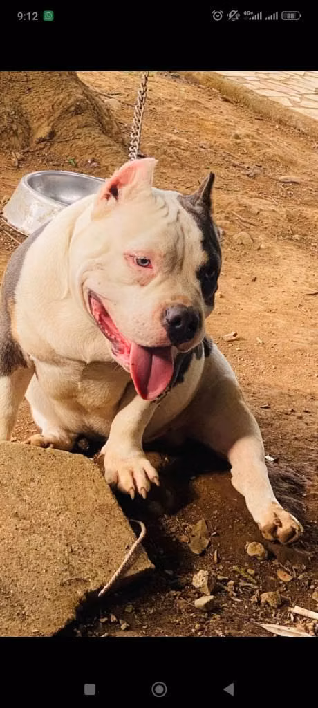 Bullys color blue