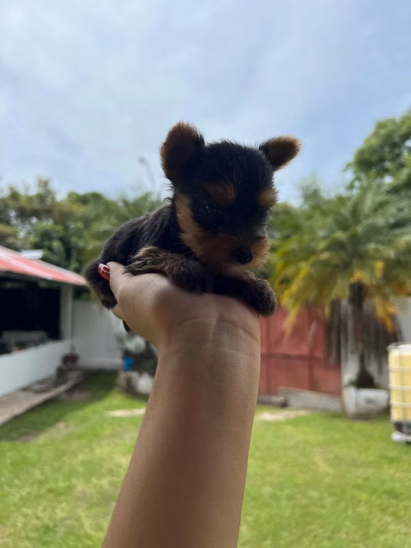 Vendo una hermosa yorkshire hembra