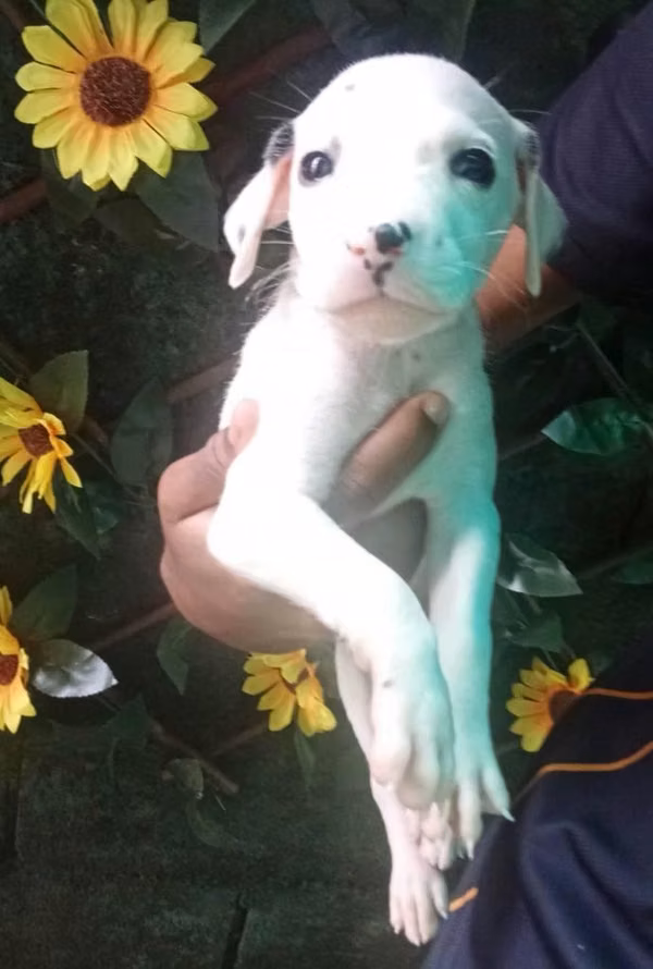 Se venden cachorros dalmatas
