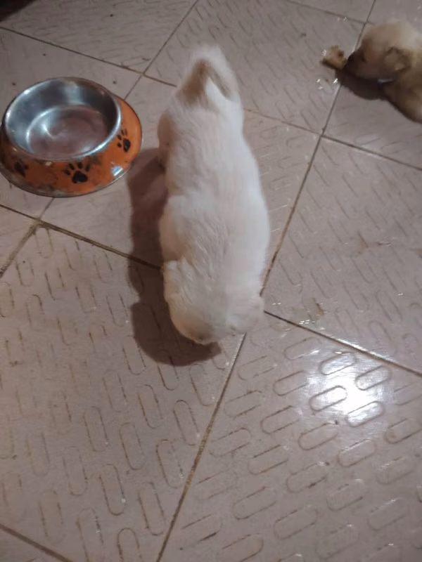 Se venden perritos