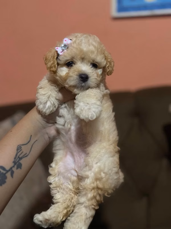 Hembra apricot french poodle toy con su tarjeta