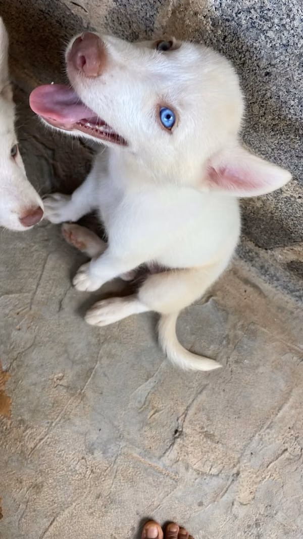 Sale Siberian husky white blue eyes