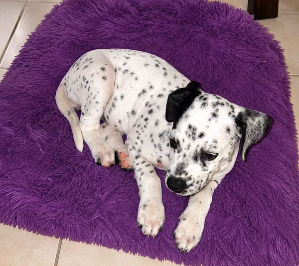 Cachorro Dálmata