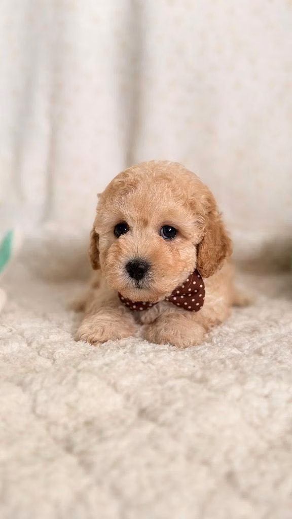 Poodle mini toy