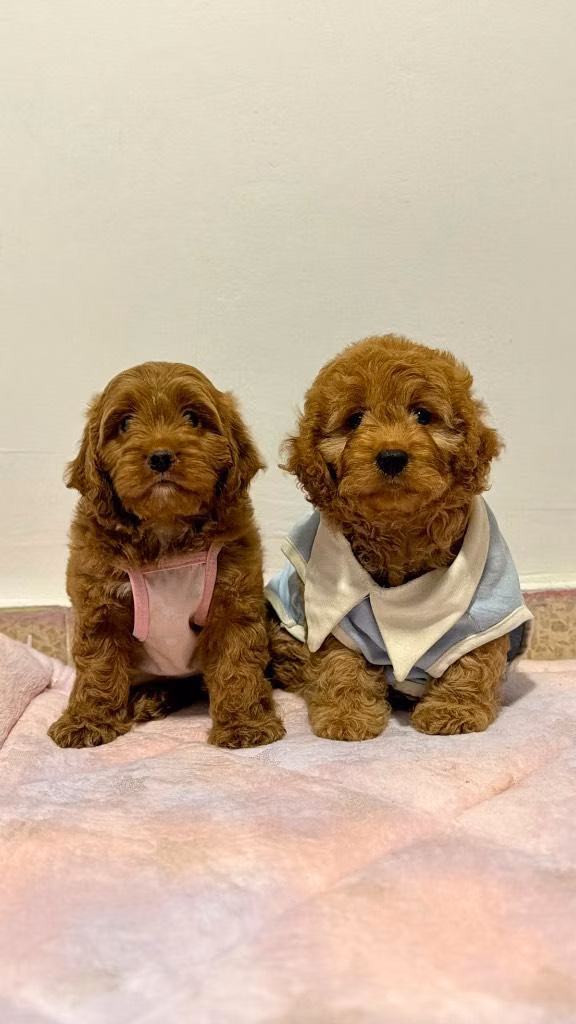 Goldendoodle toy