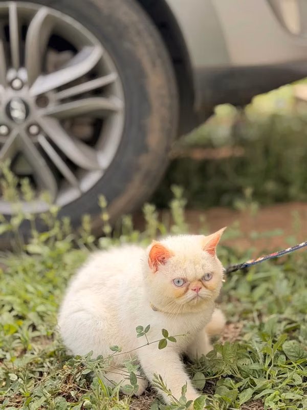 Gatito persa punta flama