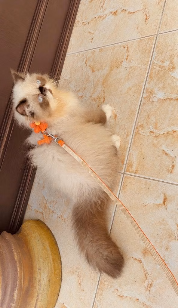 Gatito persa Himalaya macho