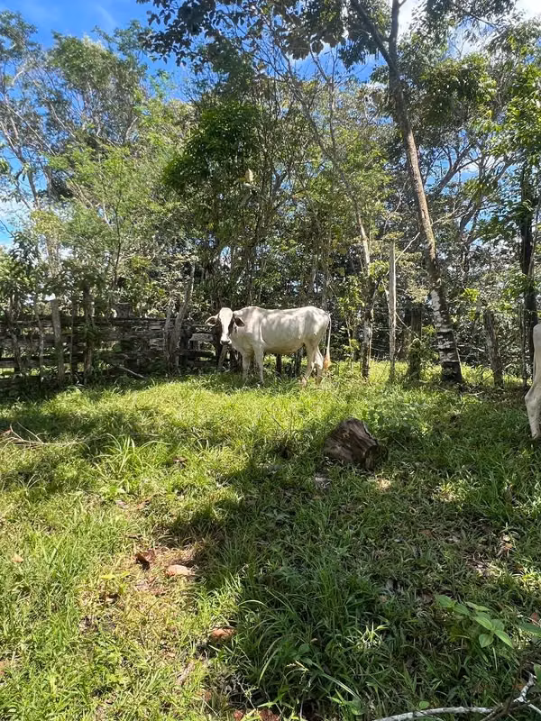 Venta de novilla