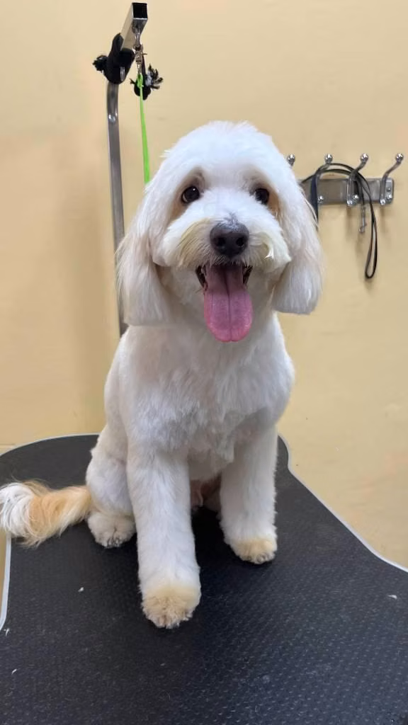 Busco novia para mi maltipoo
