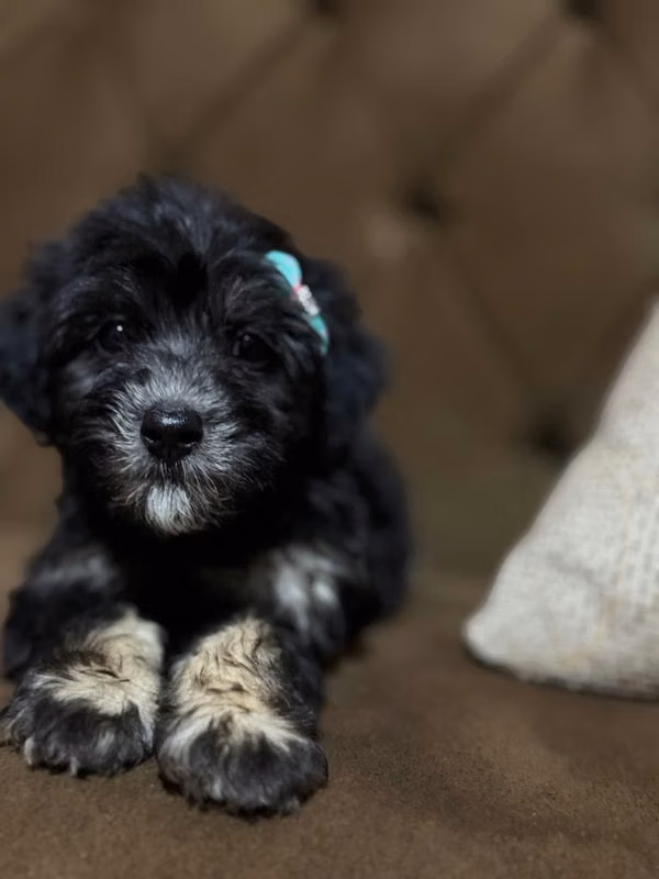 Hermosa hembrita maltipoo toy con su tarjeta