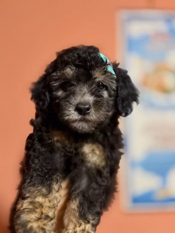 Hermosa hembra french poodle toy con su tarjeta