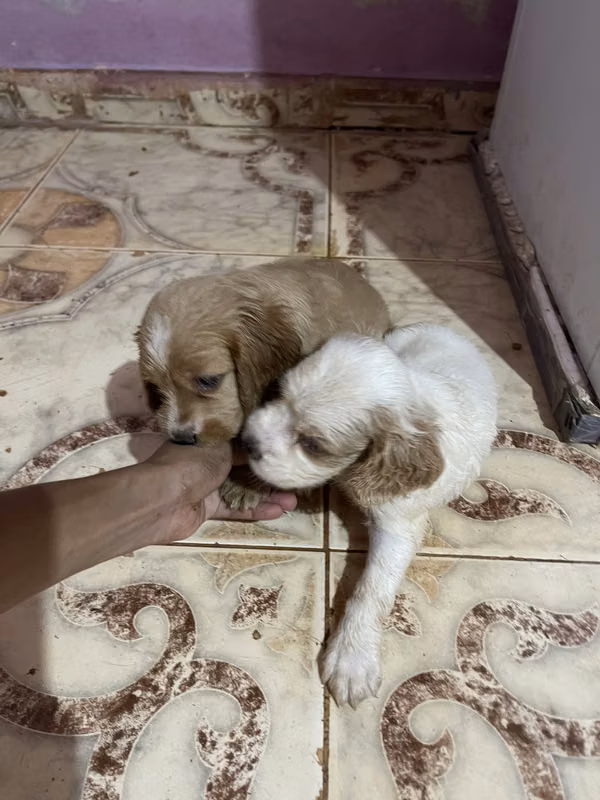 Venta de cocker