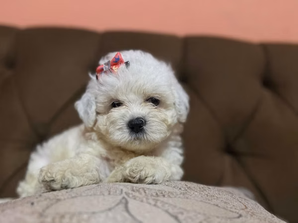 Hermosa hembra maltipoo toy con su tarjeta