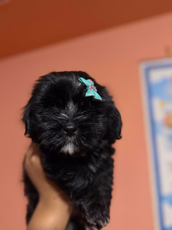 Hermosa hembra Shih Poo toy con su tarjeta
