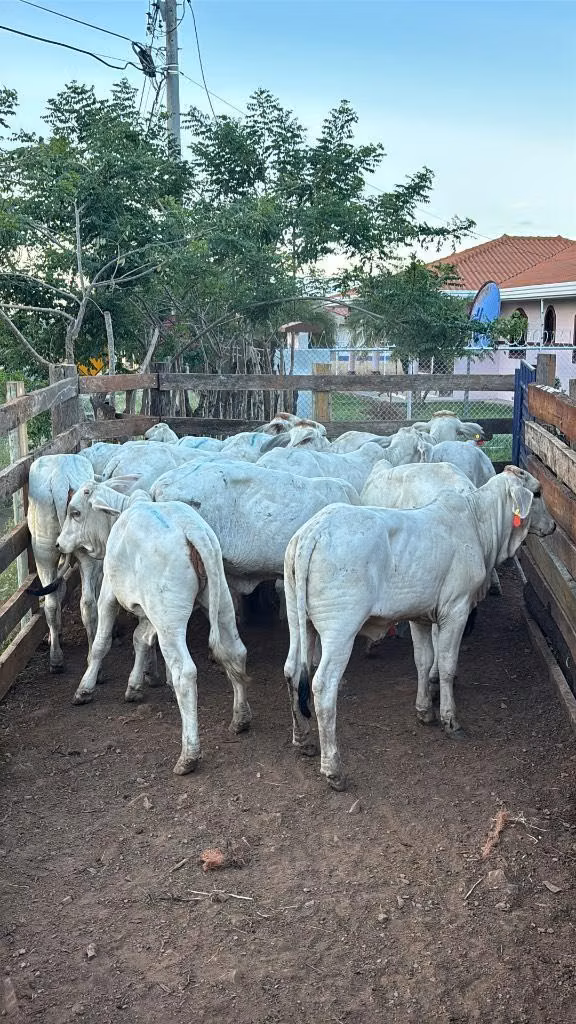 TERNEROS PARA CEBA