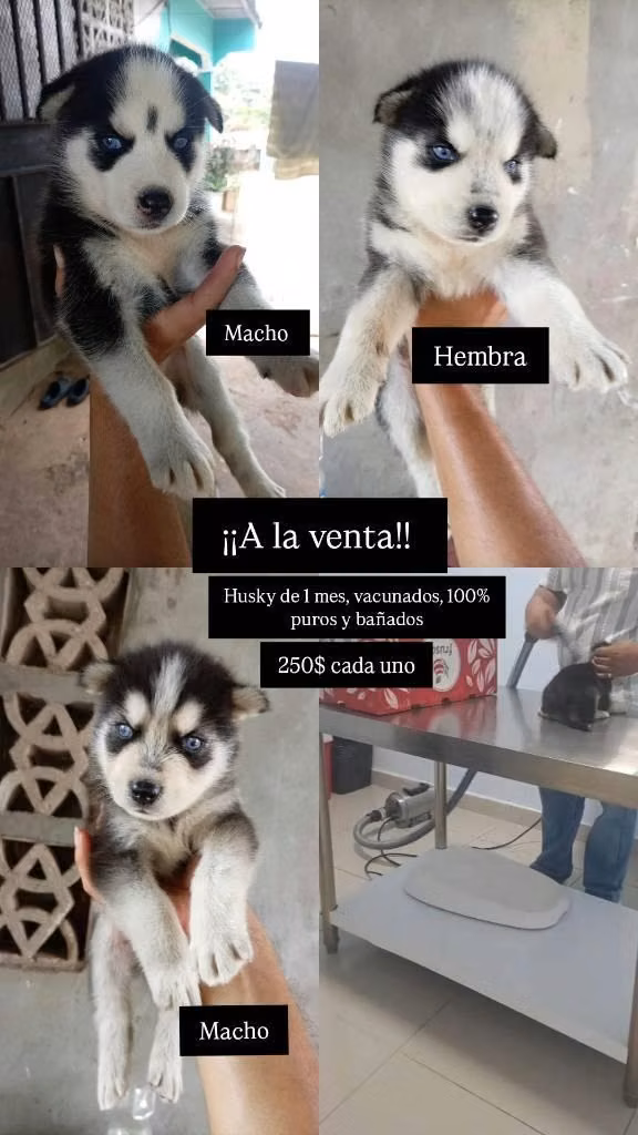 Perro HUSKY 100%