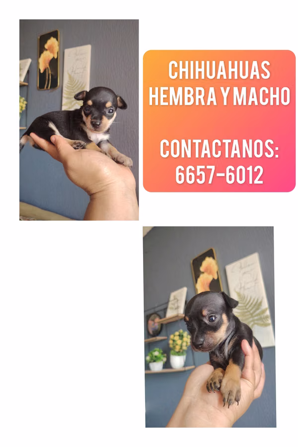 Vendo chihuahuas
