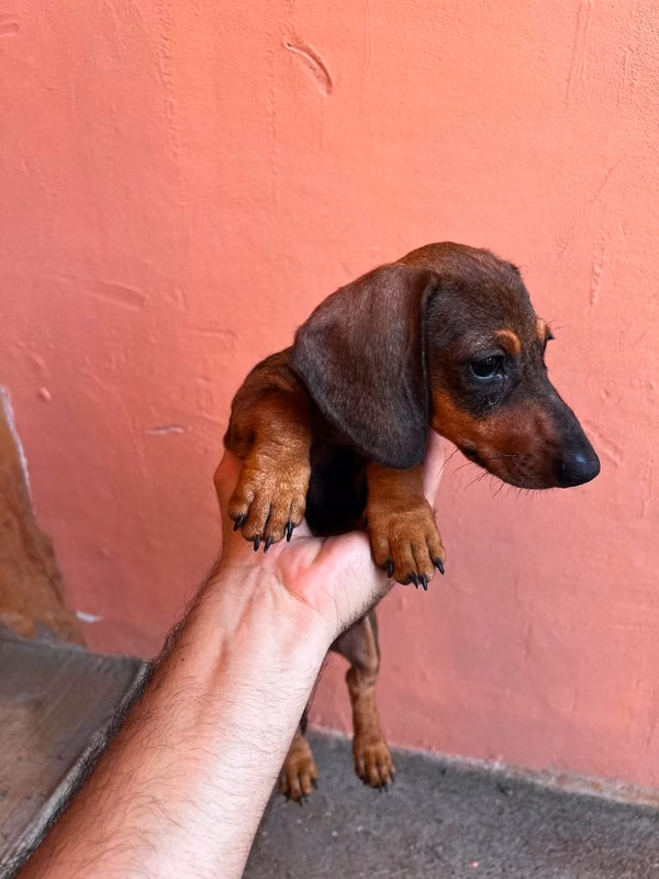 Perrita Dachshund (salchicha) a $450.00