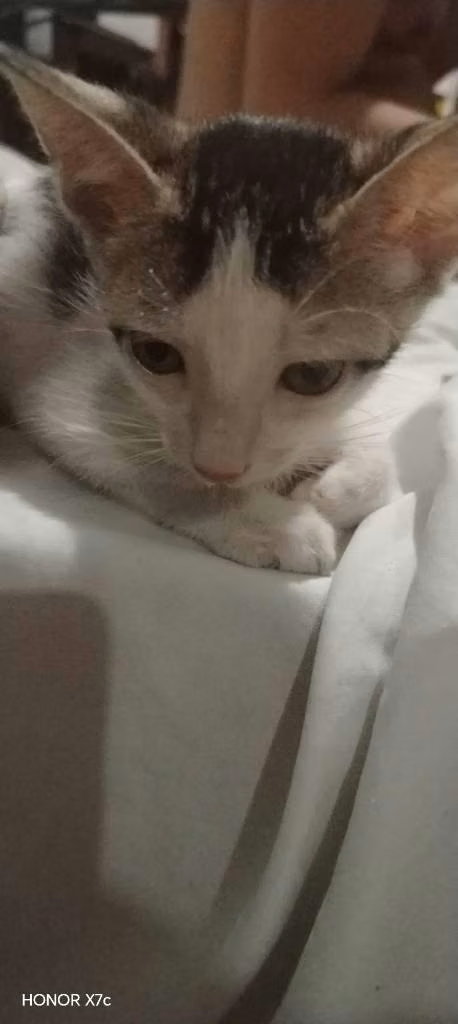 Adopción de gato