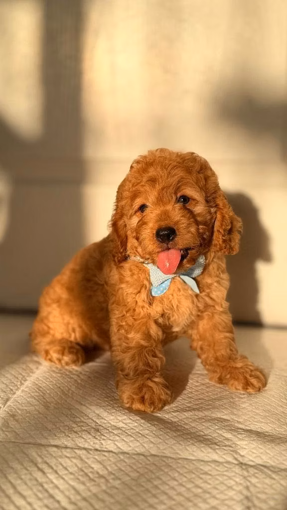 Goldendoodle toy macho