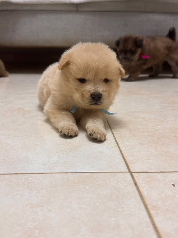 VENDO CACHORRAS Y CACHORRROS CHOW CHOW