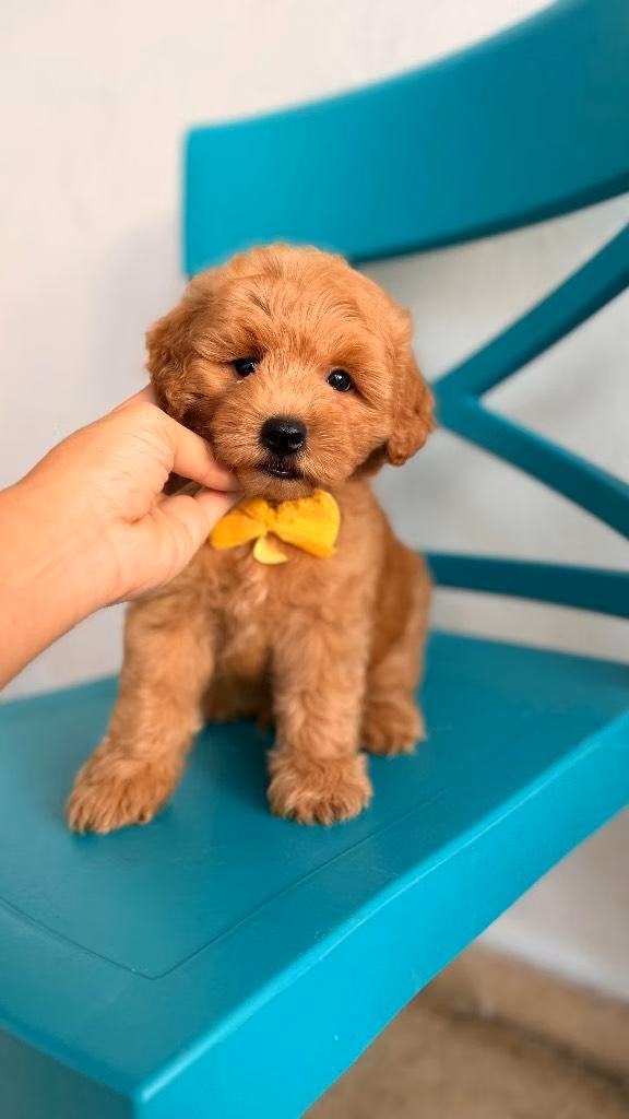 Goldendoodle toy