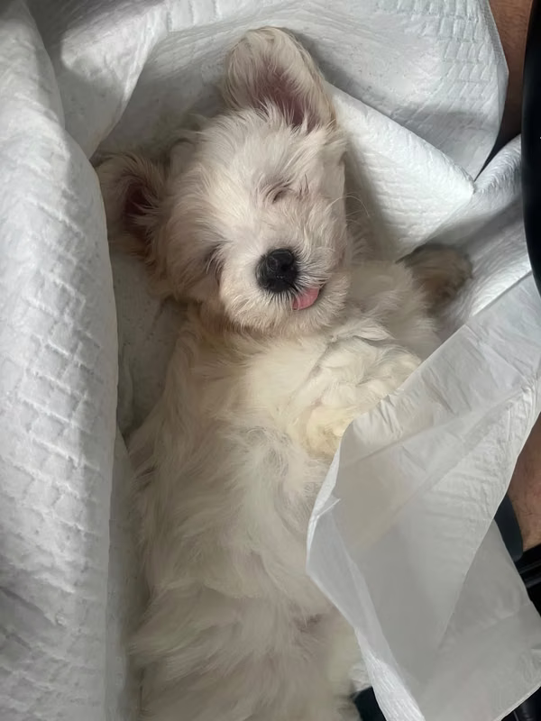 cachorro maltipoo de 2 meses (macho)