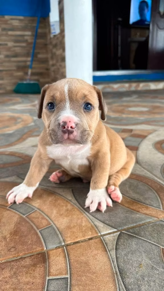 American Bully macho