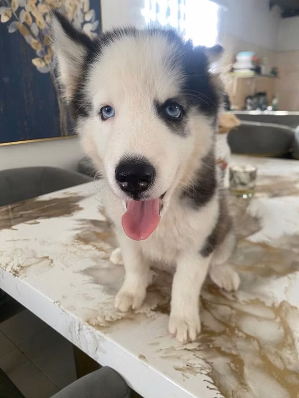 Se vende perrita husky de 2 meses