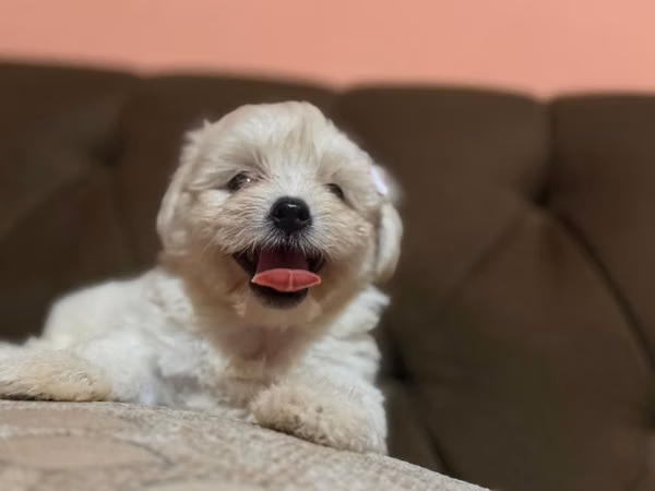 Bellas hembras maltes poodle con su tarjeta