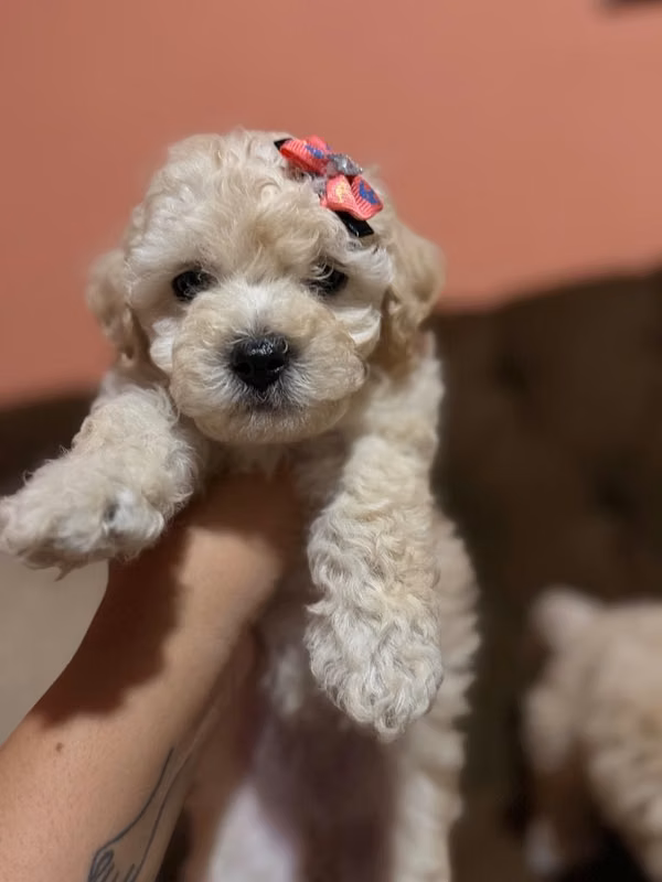 Bellas hembras french poodle toy con su tarjeta