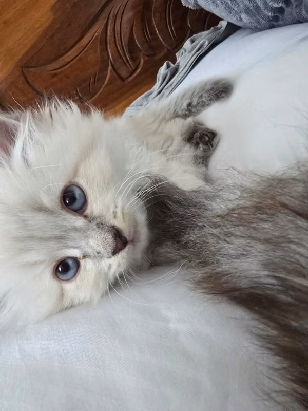 Gatos siberianos