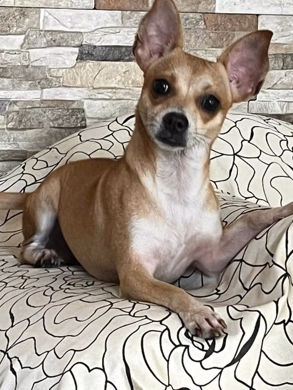 Vendo perros chihuahuas