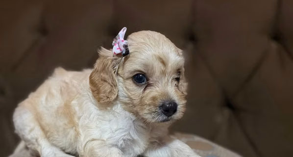 Bella hembrita maltipoo apricot con su tarjeta