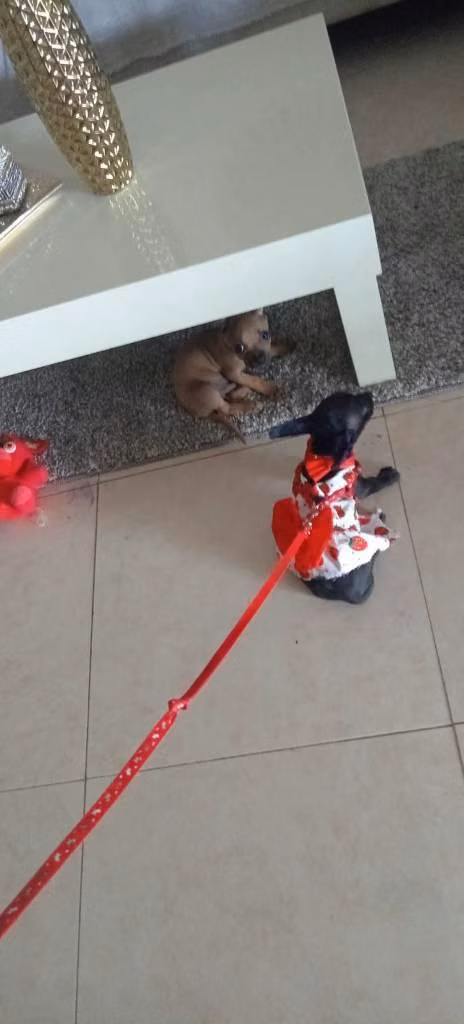 Chihuahua