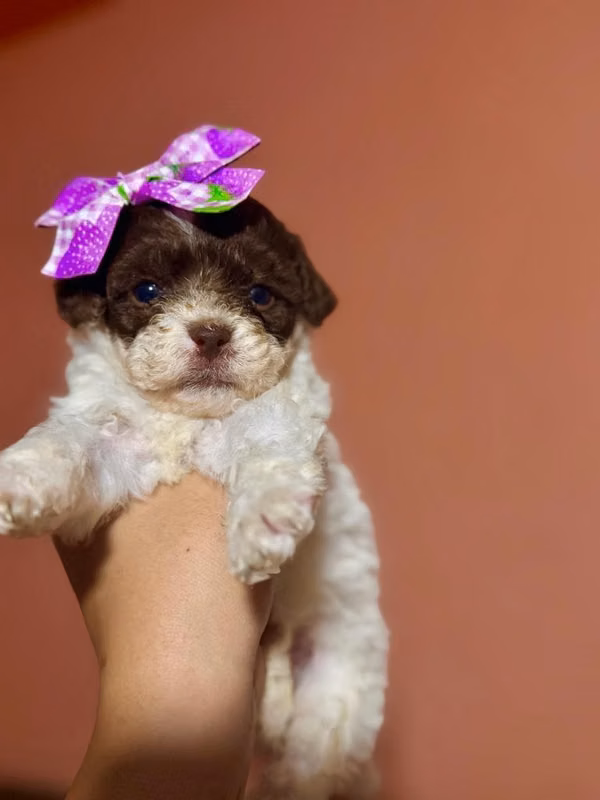 Hermosa hembrita french poodle mini