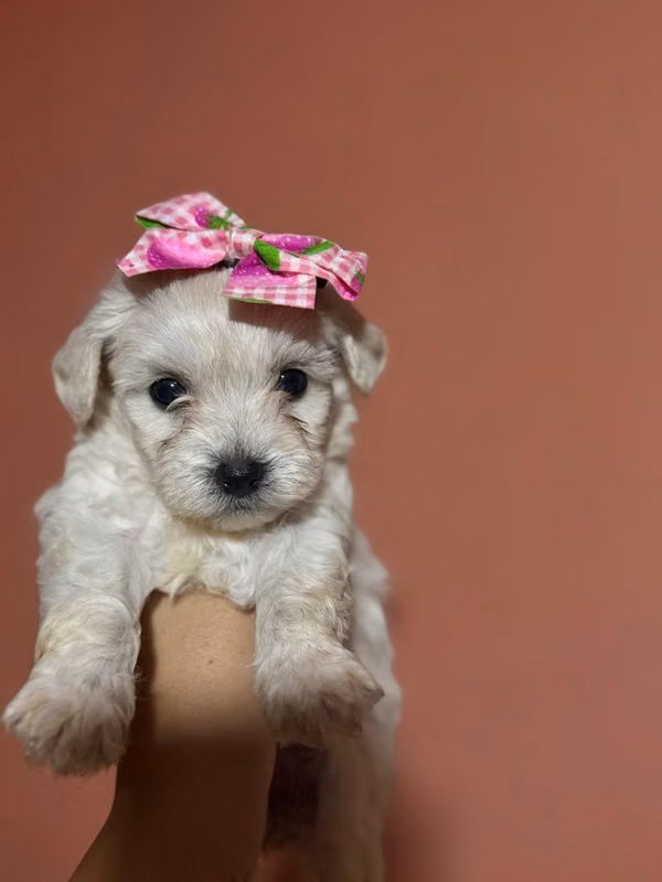 Bella hembra maltes poodle toy disponible