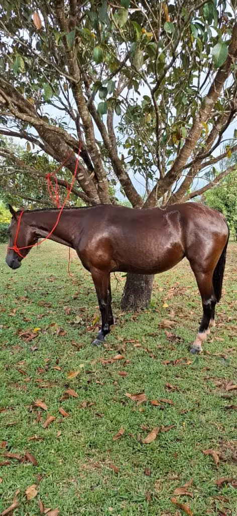 Se vende Yegua