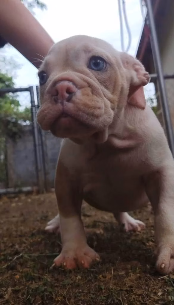 BULLDOG INGLÉS hembra