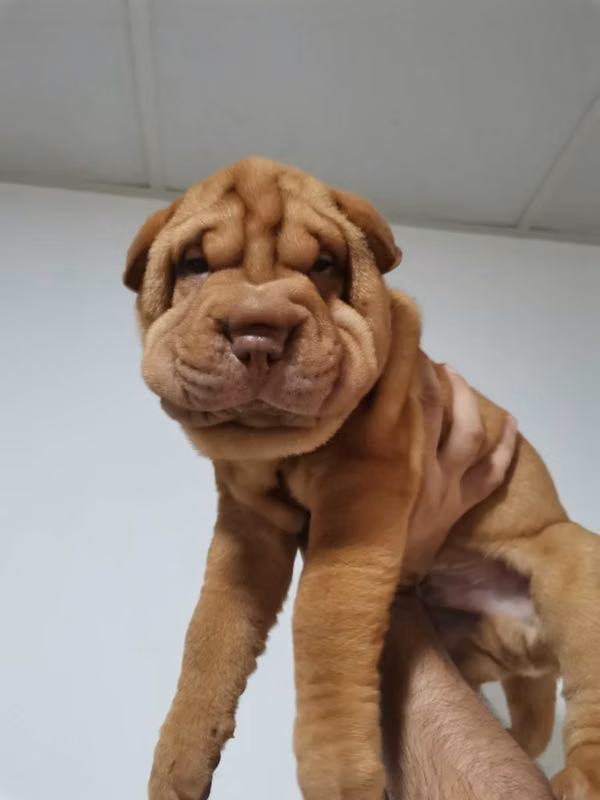 Se vende sharpeis de 2 meses.