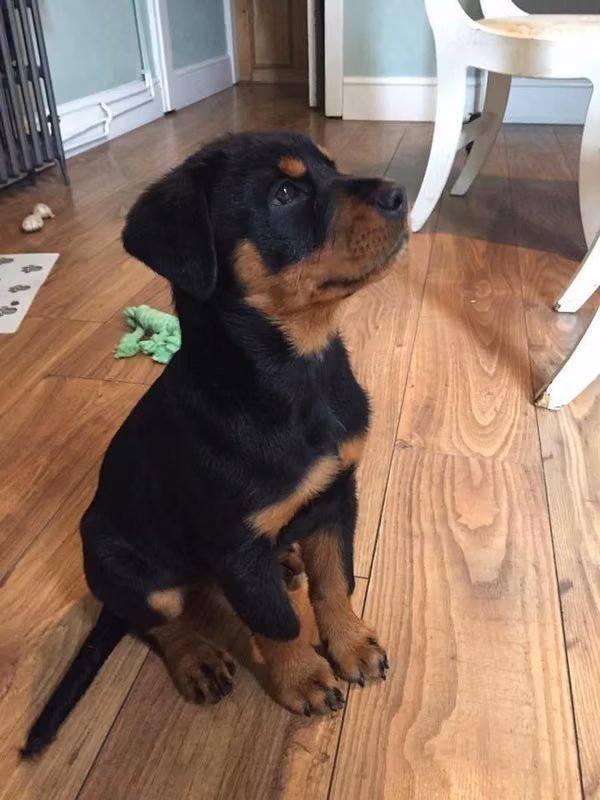 BUSCO COMPRAR PARA MI UNA CACHORRA ROTTWEILER. .
