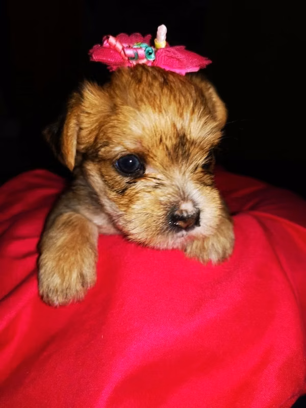 Morkie =Maltes con Yorkie Hembra $650.Macho $450. Pueden abonar