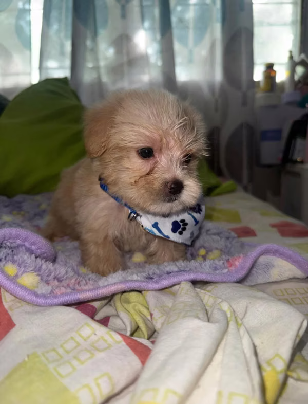 Morkie Macho $390. They can pay