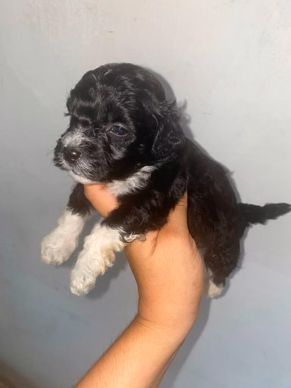 Frenchpoodle mini toys