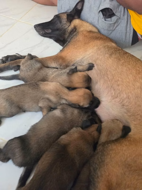 Pastor Belga Malinois