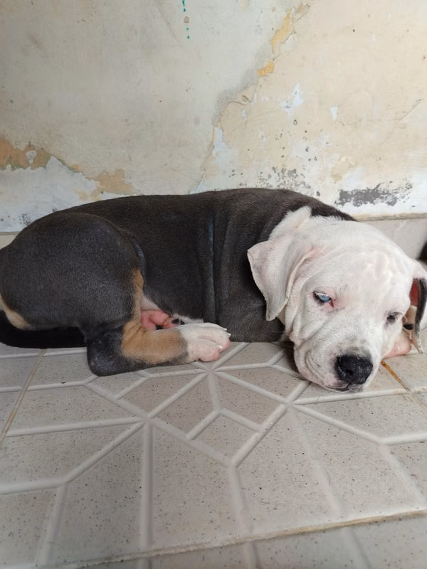 American bully pocket B/350.00