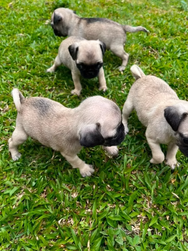 PUGS A LA VENTA