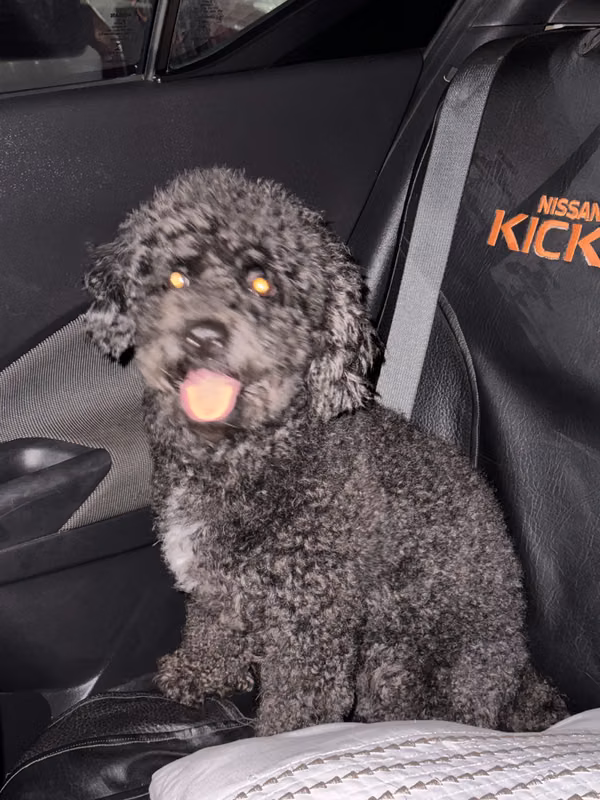 fresh poodle burraje