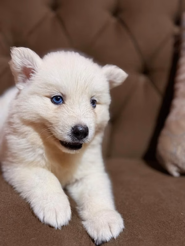 Husky siberiano macho con su tarjeta