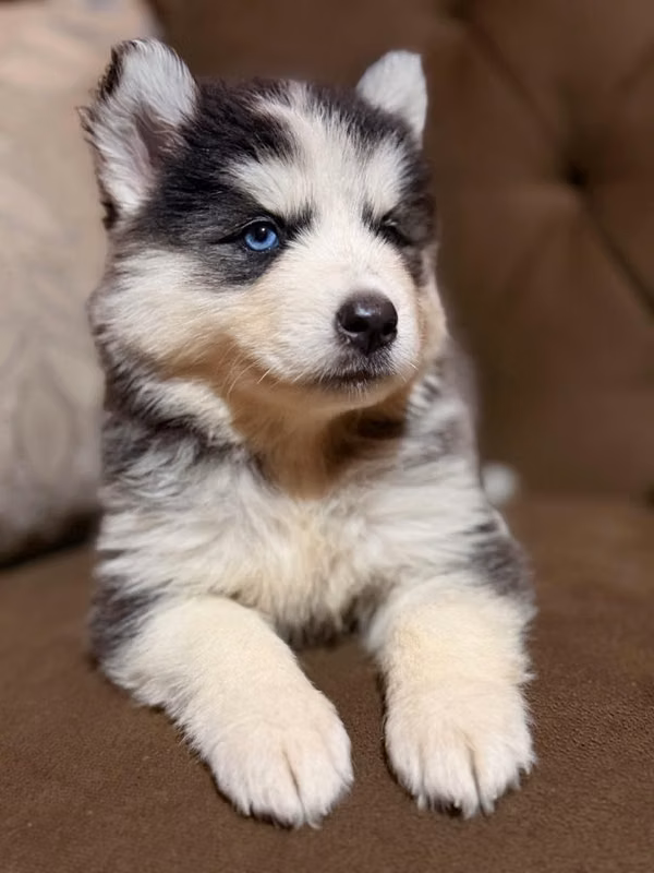 Hermosa husky siberiana hembra con su tarjeta de vacuna